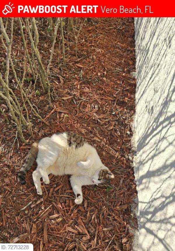Lost Male Cat last seen Near 21st sw vero beach florida , Vero Beach, FL 32968