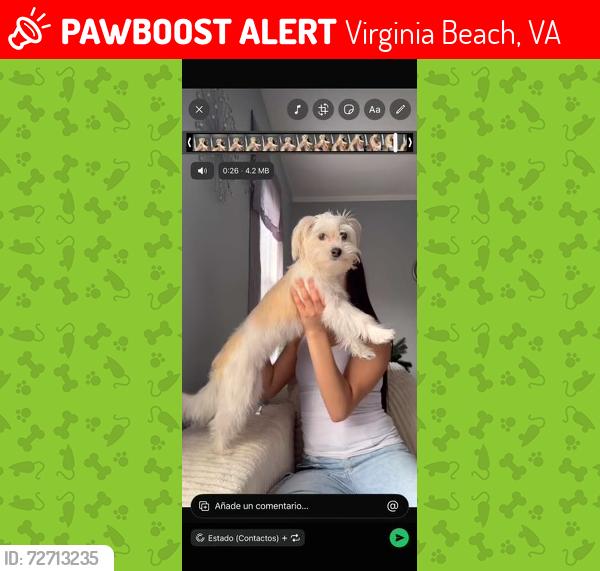 Lost Female Dog last seen Virginia Beach , Virginia Beach, VA 23451