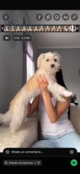 Lost Female Dog last seen Virginia Beach , Virginia Beach, VA 23451