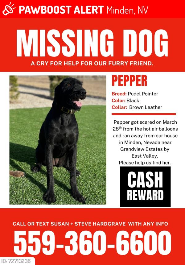 Lost Female Dog last seen Near Grandview Parkway  Minden, NV 89423, Minden, NV 89423