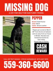 Lost Female Dog last seen Near Grandview Parkway  Minden, NV 89423, Minden, NV 89423