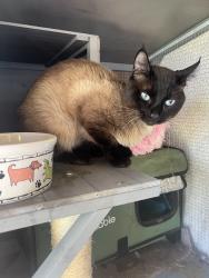 Found/Stray Male Cat last seen Jean rd, Lake Oswego, OR 97035
