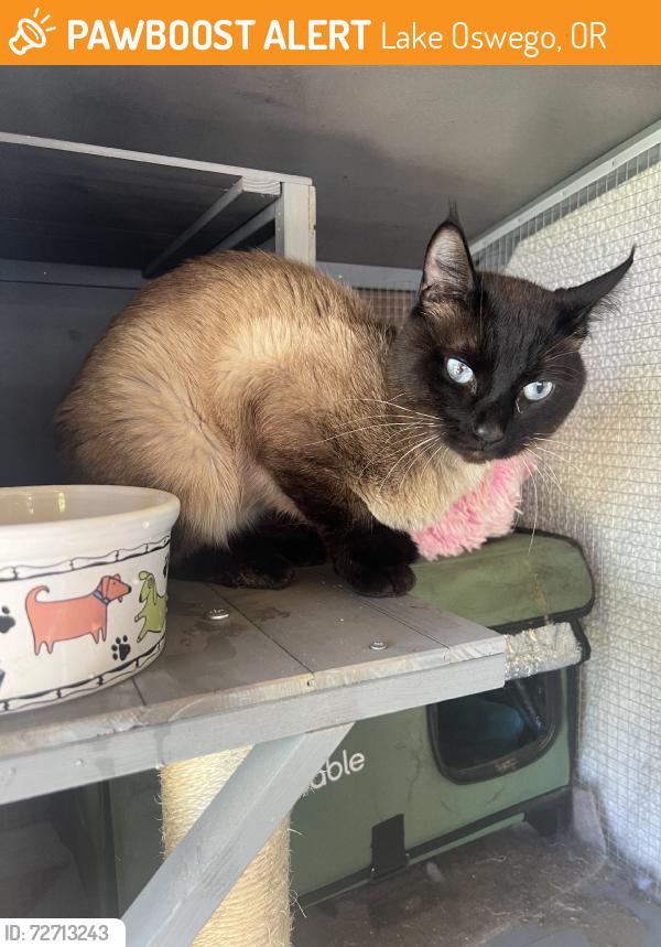 Found/Stray Male Cat last seen Jean rd, Lake Oswego, OR 97035