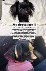 Lost Female Dog last seen Pomona ave. & valley blvd., Bloomington, CA 92316