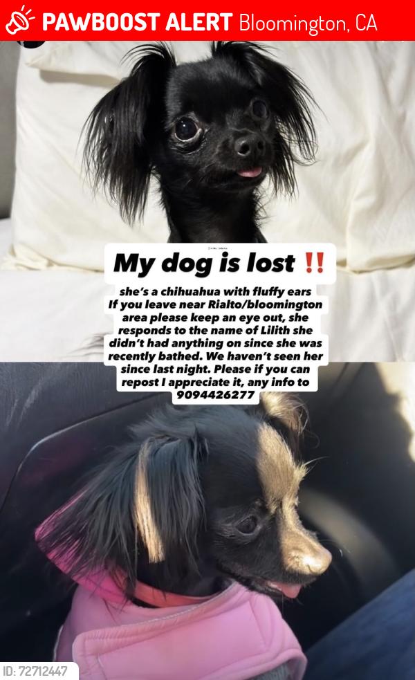 Lost Female Dog last seen Pomona ave. & valley blvd., Bloomington, CA 92316