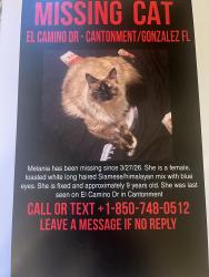 Lost Female Cat last seen Old Novak Road and El Camino Dr Cantonment, FL, Gonzalez, FL 32533