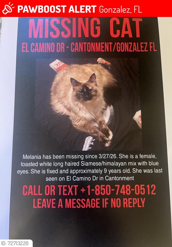 Lost Female Cat last seen Old Novak Road and El Camino Dr Cantonment, FL, Gonzalez, FL 32533