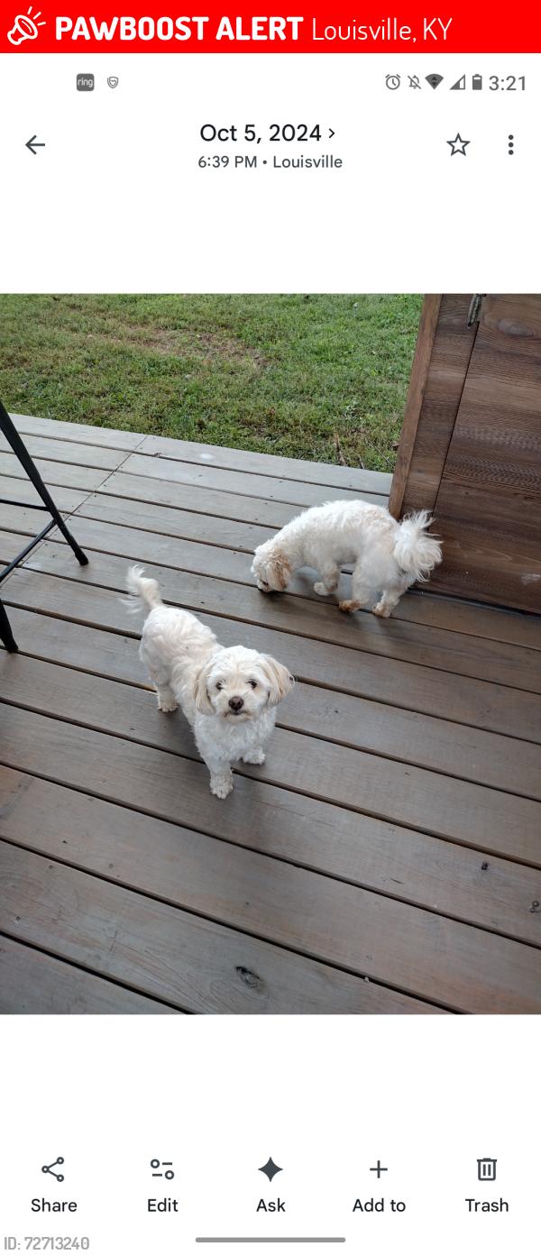 Lost Female Dog last seen Denise Dr Louisville KY cherry village , Louisville, KY 40219