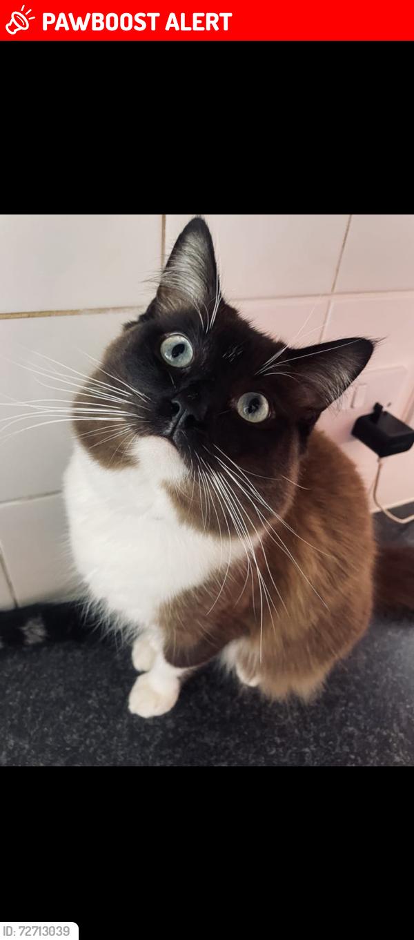 Lost Male Cat last seen Endike lane/ Greewood Avenue , Kingston upon Hull, England HU6 8HF