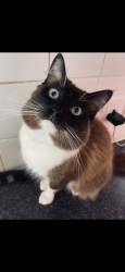 Lost Male Cat last seen Endike lane/ Greewood Avenue , Kingston upon Hull, England HU6 8HF