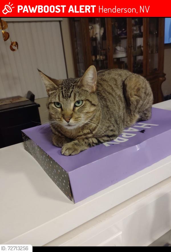 Lost Female Cat last seen Russell and Boulder , Henderson, NV 89011