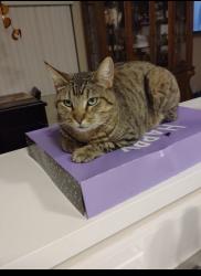 Lost Female Cat last seen Russell and Boulder , Henderson, NV 89011