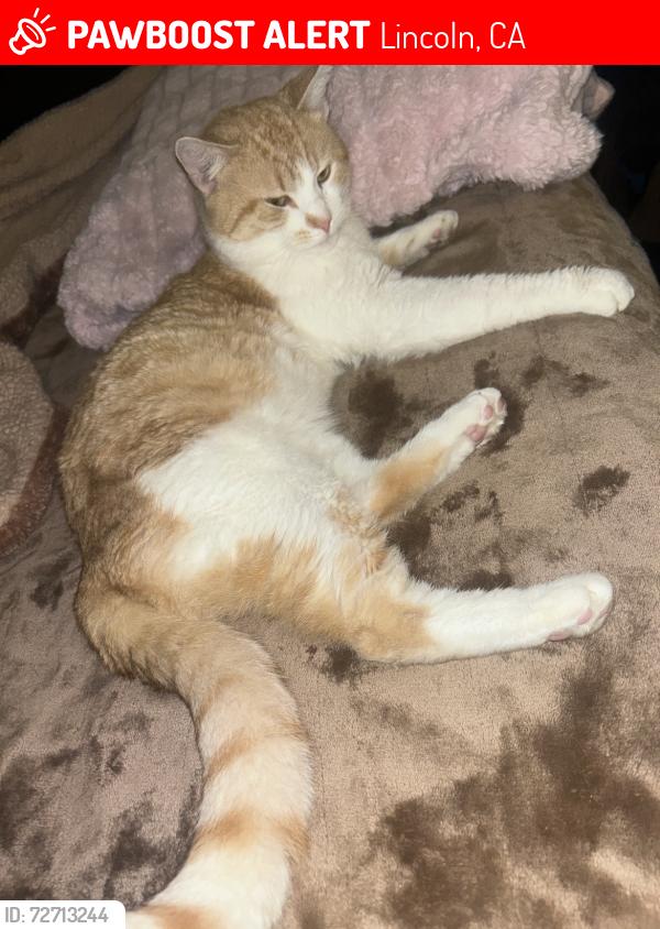 Lost Male Cat last seen Larkflower Way Lincoln, CA, Lincoln, CA 95648