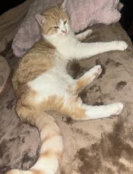 Lost Male Cat last seen Larkflower Way Lincoln, CA, Lincoln, CA 95648