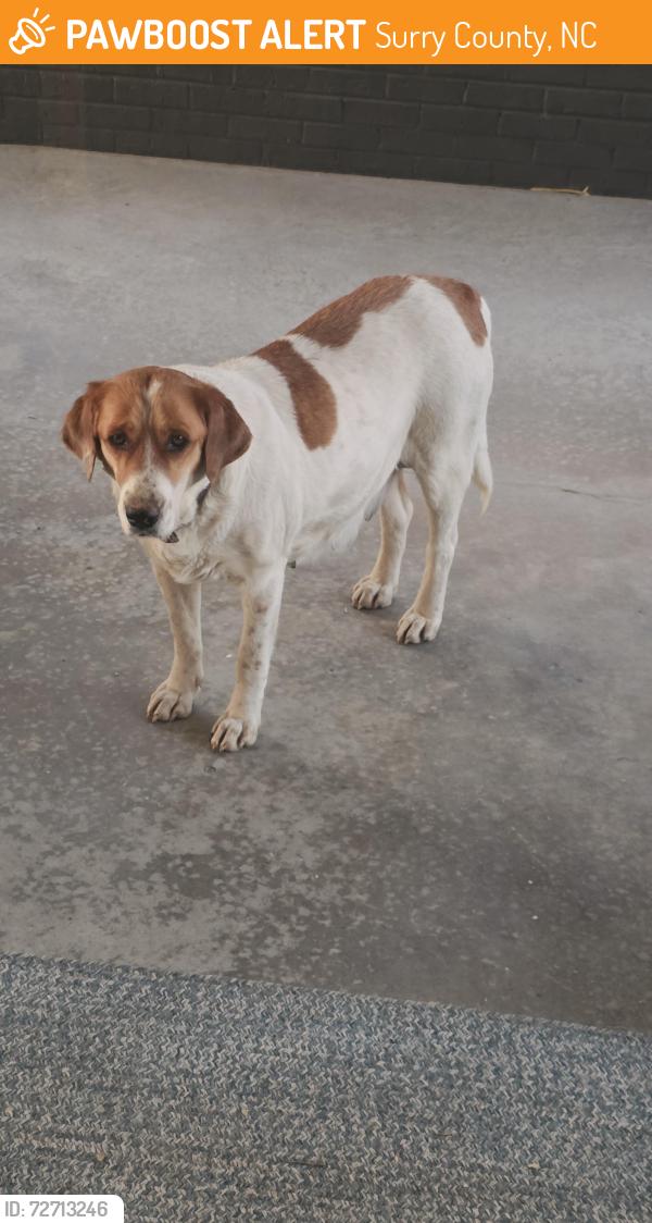Found/Stray Female Dog last seen Twin Oaks Rd Elkin NC , Surry County, NC 27017