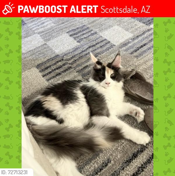 Lost Female Cat last seen Pima Rd & E De La O Rd, Scottsdale, AZ 85255