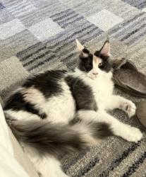 Lost Female Cat last seen Pima Rd & E De La O Rd, Scottsdale, AZ 85255