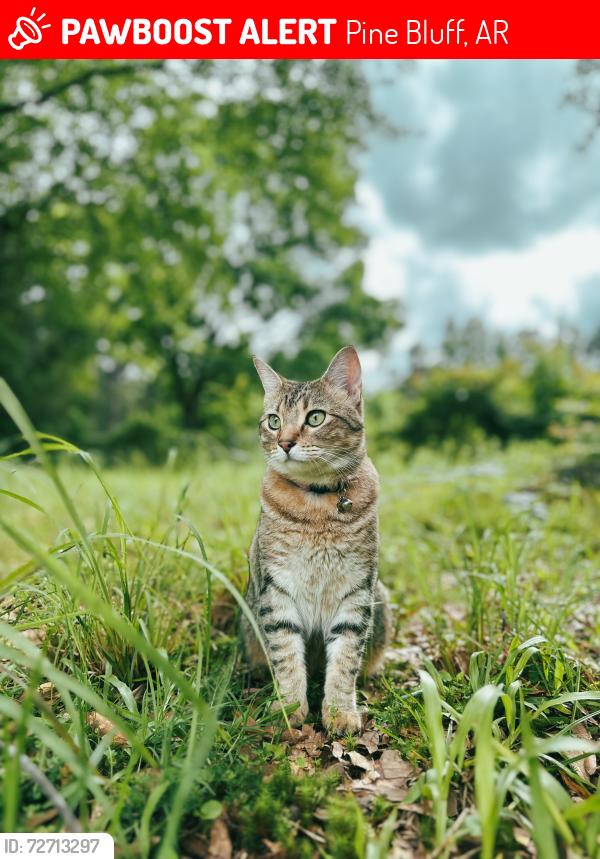 Lost Female Cat last seen Watson Chapel High School , Pine Bluff, AR 71603