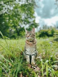 Lost Female Cat last seen Watson Chapel High School , Pine Bluff, AR 71603