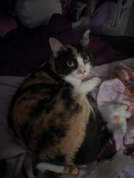 Lost Female Cat last seen eastland community , Crandall, TX 75114