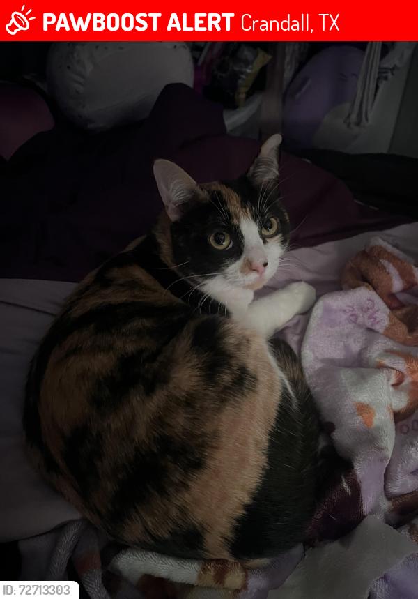 Lost Female Cat last seen eastland community , Crandall, TX 75114