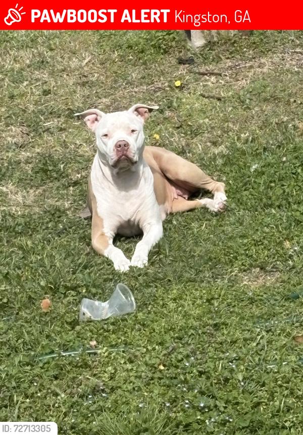 Lost Female Dog last seen Dollar general in Kingston ga around 1130 am , Kingston, GA 30145