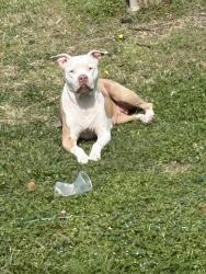 Lost Female Dog last seen Dollar general in Kingston ga around 1130 am , Kingston, GA 30145