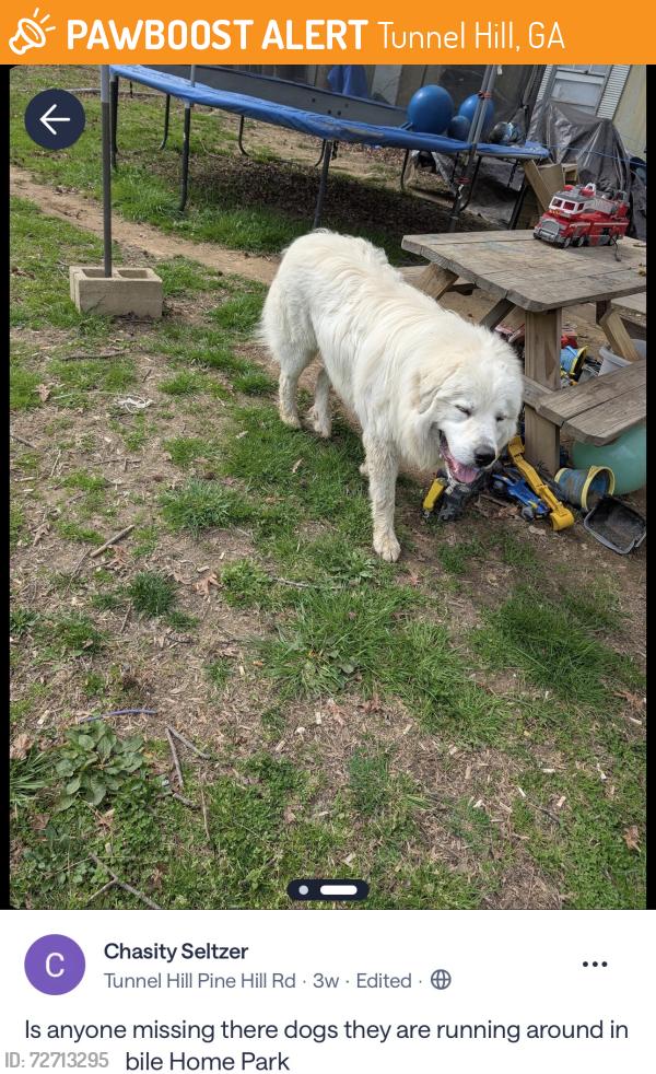 Found/Stray Male Dog last seen Dogwood Rd, Tunnel Hill, GA 30755