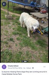 Found/Stray Male Dog last seen Dogwood Rd, Tunnel Hill, GA 30755
