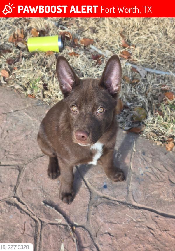 Lost Male Dog last seen Near pioneer st, Fort Worth, TX 76119