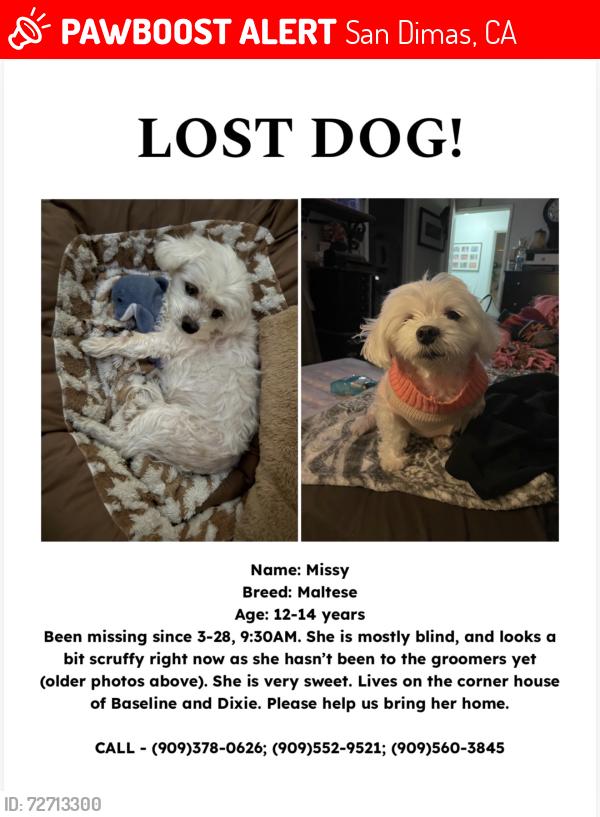 Lost Female Dog last seen Foothill, San Dimas, CA 91773