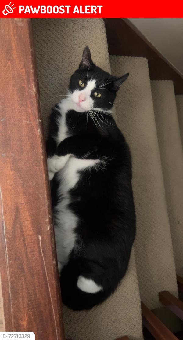 Lost Male Cat last seen Albon Road, Monclova Township, OH 43542