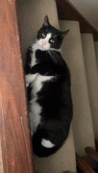 Lost Male Cat last seen Albon Road, Monclova Township, OH 43542
