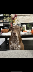 Lost Female Dog last seen Capella cove, San Antonio, TX 78252
