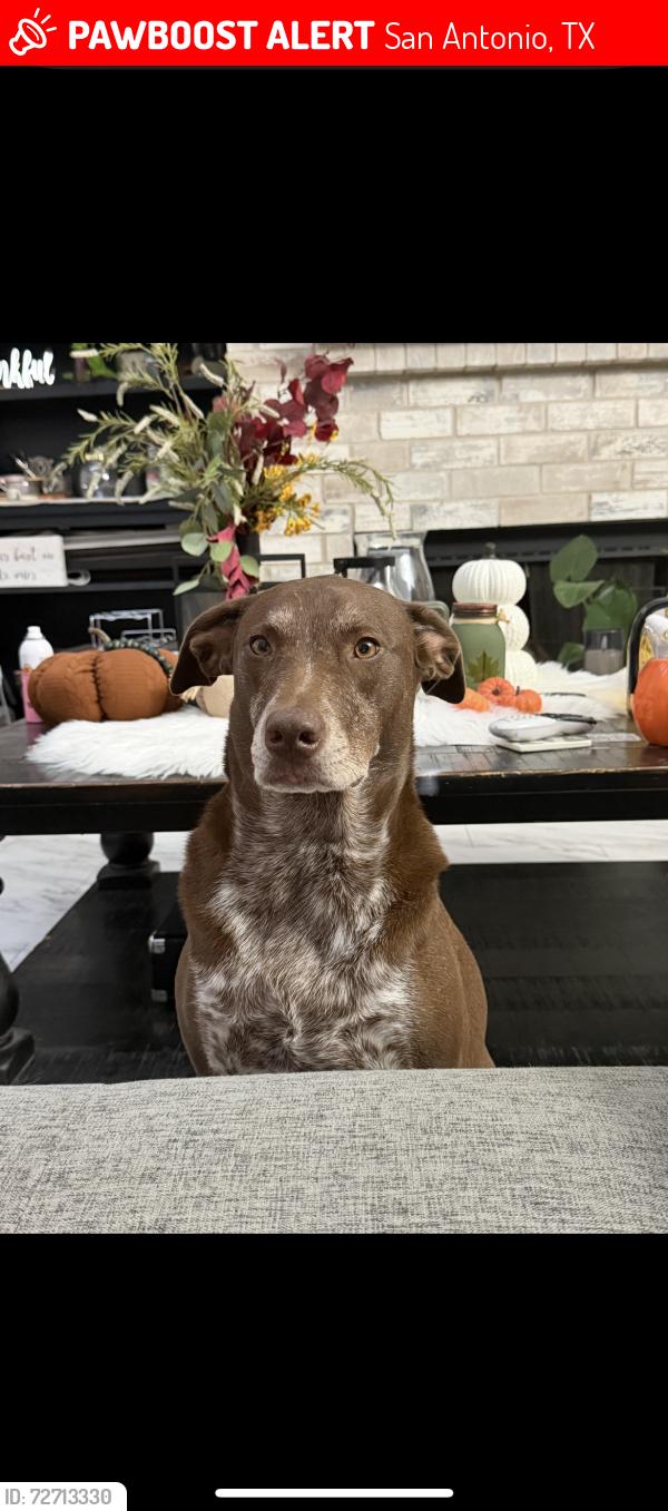 Lost Female Dog last seen Capella cove, San Antonio, TX 78252