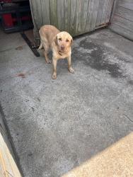 Found/Stray Male Dog last seen Southwest middle school Asheboro, North Carolina, Asheboro, NC 27203