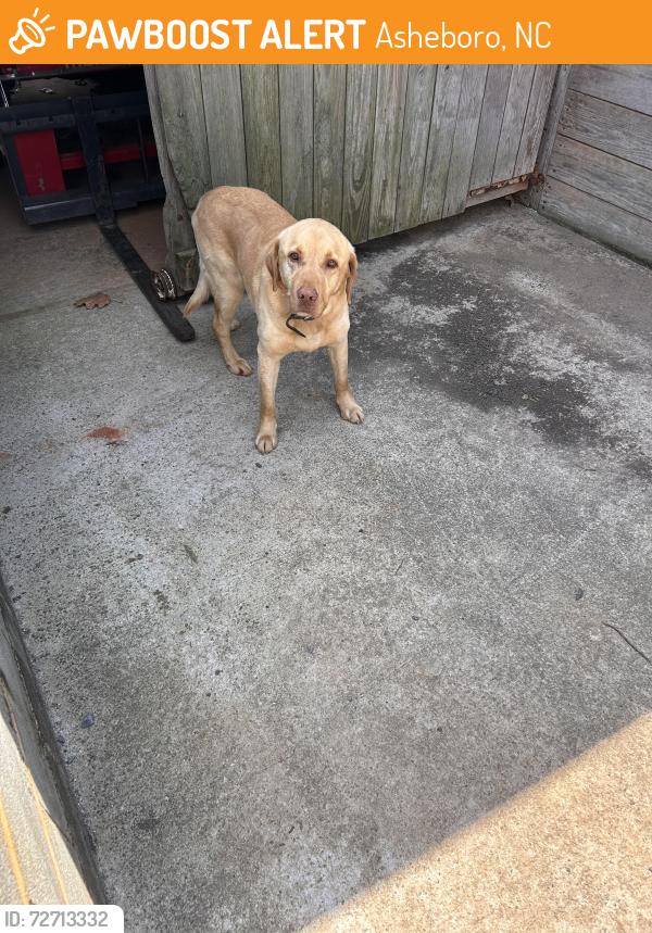Found/Stray Male Dog last seen Southwest middle school Asheboro, North Carolina, Asheboro, NC 27203