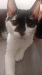 Lost Male Cat last seen Ajac, Ajax, ON L1Z 0T2