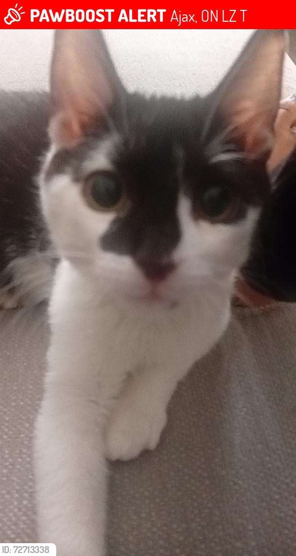 Lost Male Cat last seen Ajac, Ajax, ON L1Z 0T2