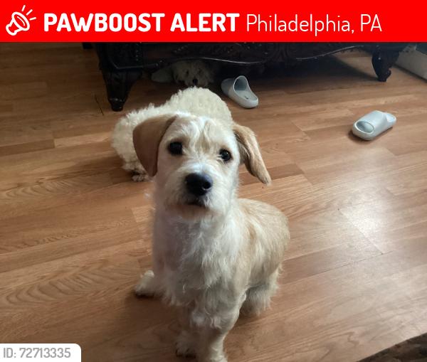 Lost Male Dog last seen Near W Duncannon Ave, Philadelphia, PA 19120, Philadelphia, PA 19120
