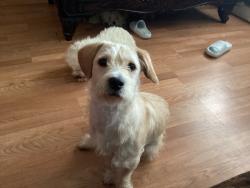 Lost Male Dog last seen Near W Duncannon Ave, Philadelphia, PA 19120, Philadelphia, PA 19120