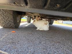 Found/Stray Unknown Rabbit last seen Wall Street, Akron, OH 44310