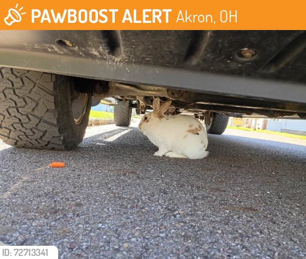 Found/Stray Unknown Rabbit last seen Wall Street, Akron, OH 44310