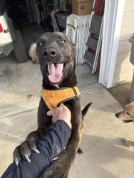Found/Stray Male Dog last seen Bangor Ave E street , Hesperia, CA 92345