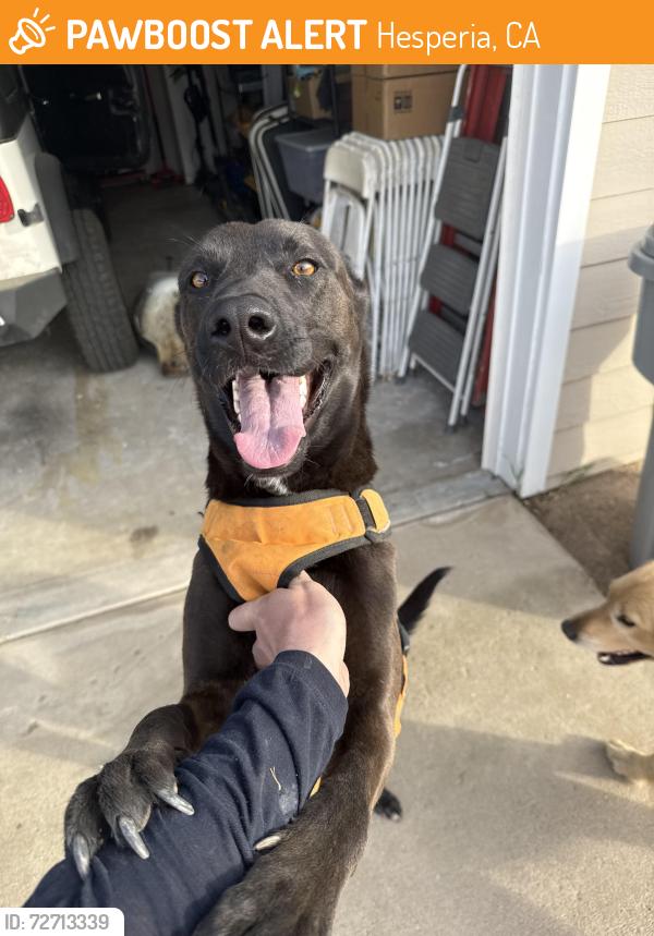Found/Stray Male Dog last seen Bangor Ave E street , Hesperia, CA 92345