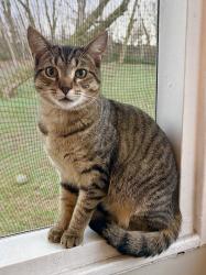 Lost Male Cat last seen Mascarene, Knoxville, TN 37921