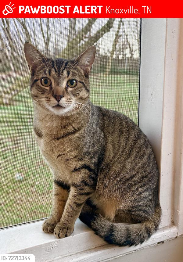 Lost Male Cat last seen Mascarene, Knoxville, TN 37921