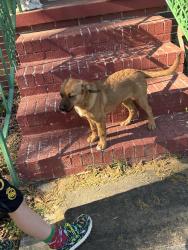 Found/Stray Female Dog last seen Near Edgewood Dr Belton Sc, Belton, SC 29627