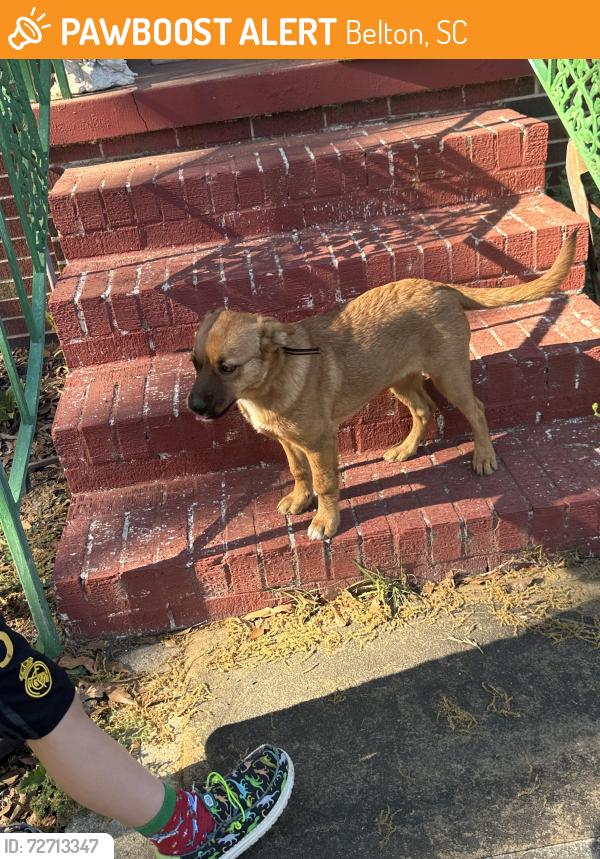 Found/Stray Female Dog last seen Near Edgewood Dr Belton Sc, Belton, SC 29627