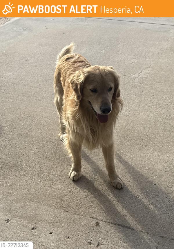 Found/Stray Male Dog last seen Bangor Ave E Street , Hesperia, CA 92345